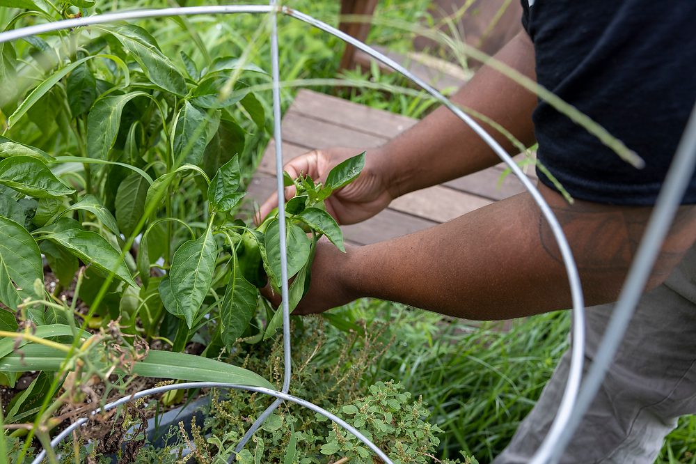 Dreaming Out Loud: Tastemasters &amp; Ft Stanton Farm 

COPYRIGHT REBECCA DROBIS

To create economic opportunities for the DC metro region’s marginalized communities through building a healthy, equitable food system.