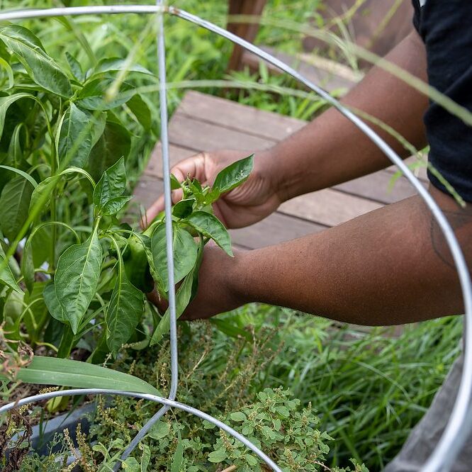Dreaming Out Loud: Tastemasters &amp; Ft Stanton Farm 

COPYRIGHT REBECCA DROBIS

To create economic opportunities for the DC metro region’s marginalized communities through building a healthy, equitable food system.